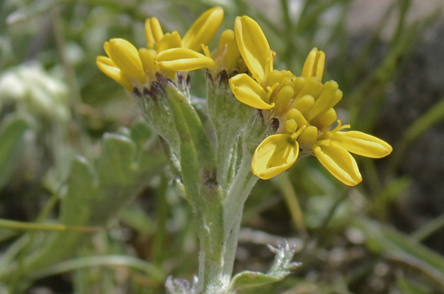 Jacobaea carniolica (= Senecio incanus subsp. carniolicus) /Senecione de